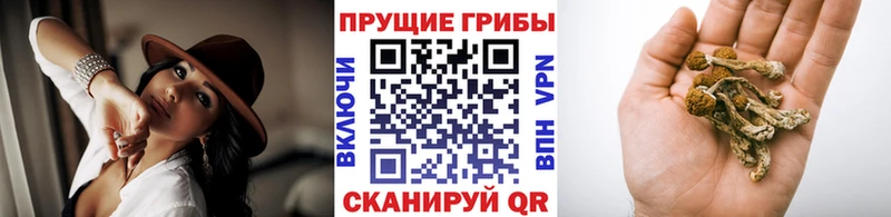 блэк спрут маркетплейс  магазин продажи   Моздок  Галлюциногенные грибы ЛСД 